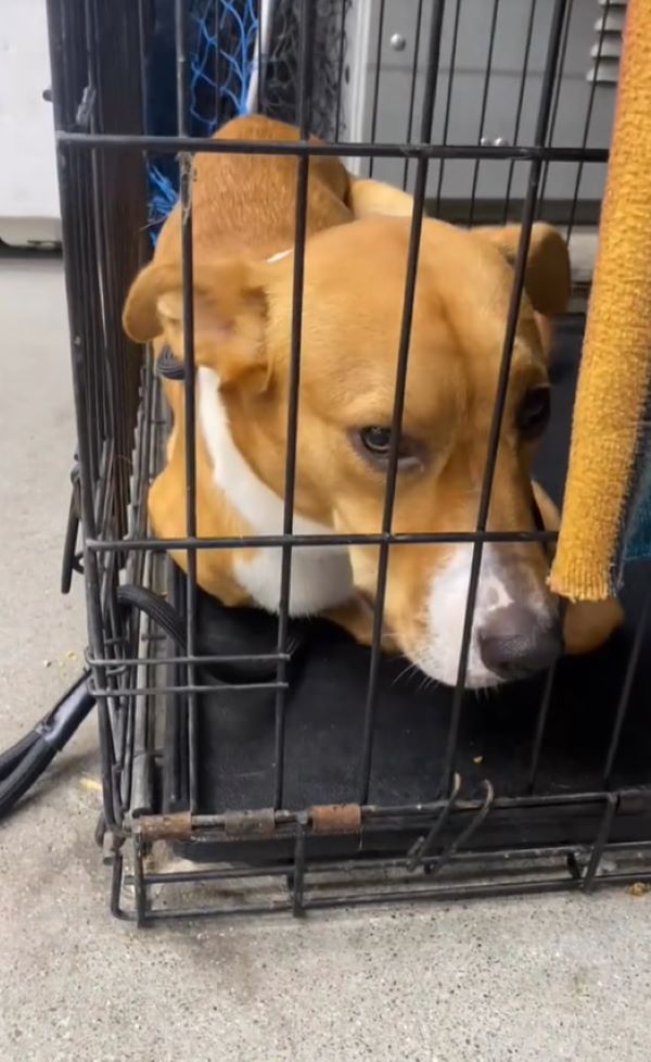 brown and white pup in crate