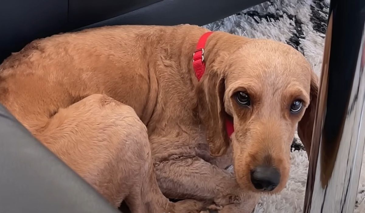 brown dog