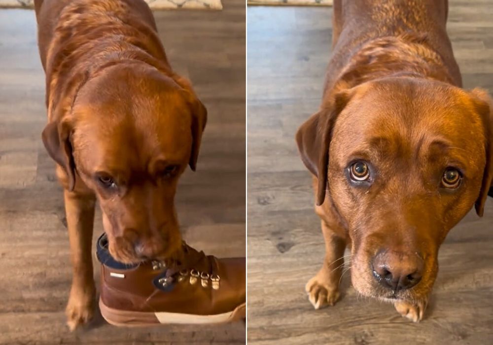 brown dog and shoe
