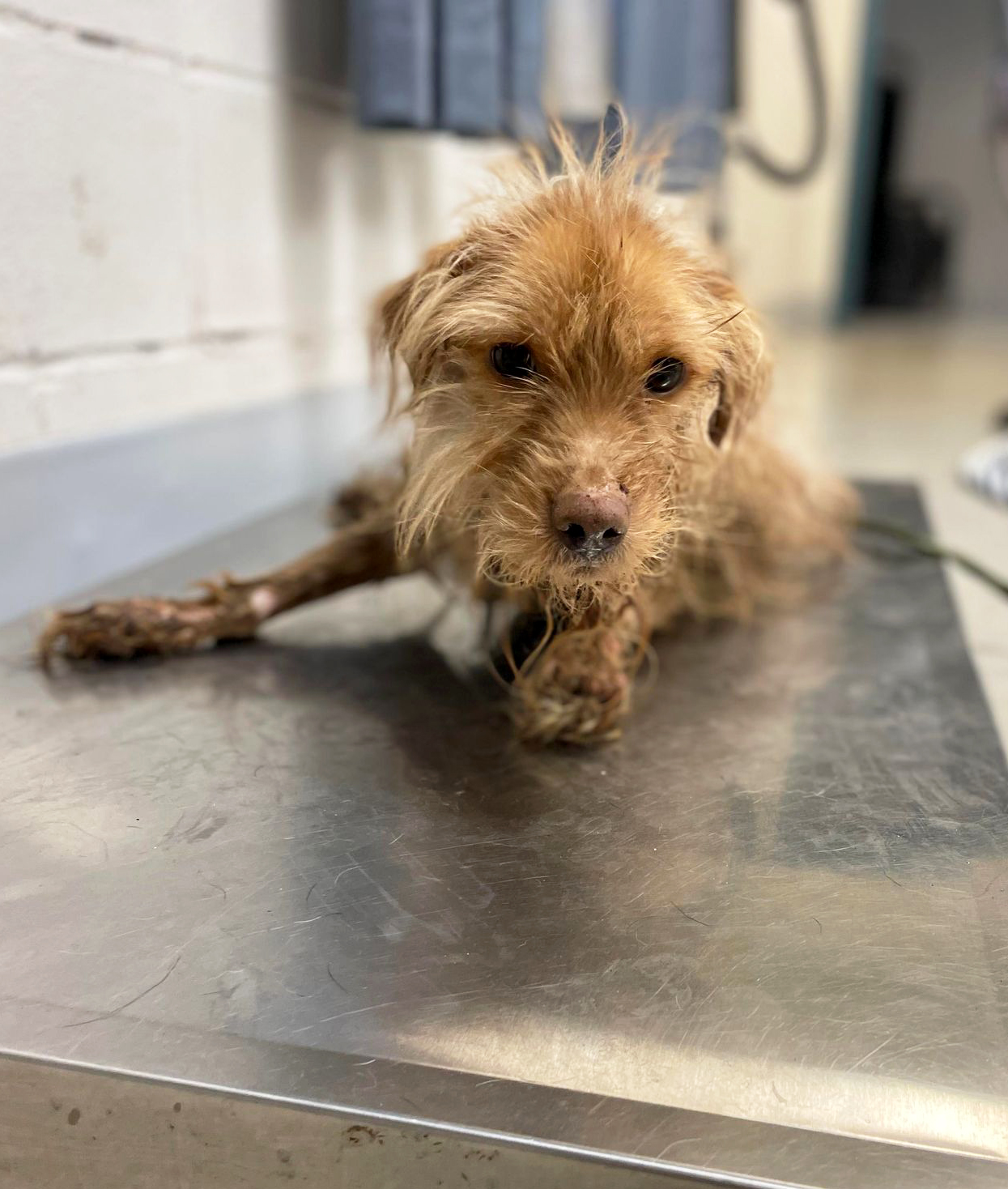 brown dog in bad condition