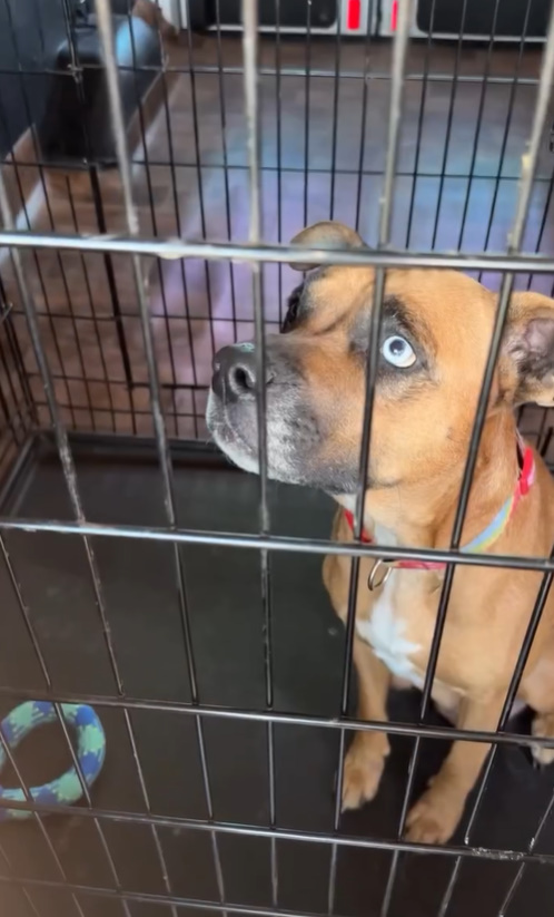 brown dog in crate