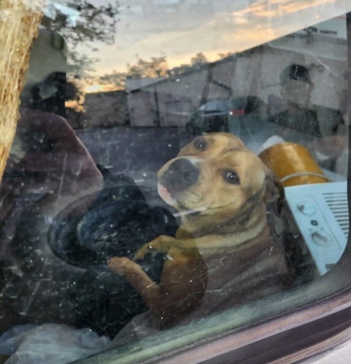 brown dog in van