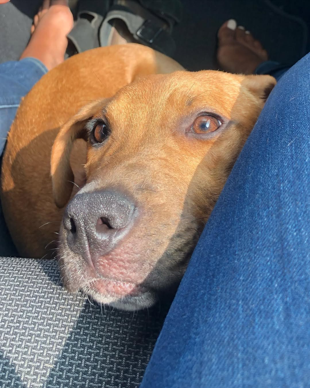 brown dog laying down