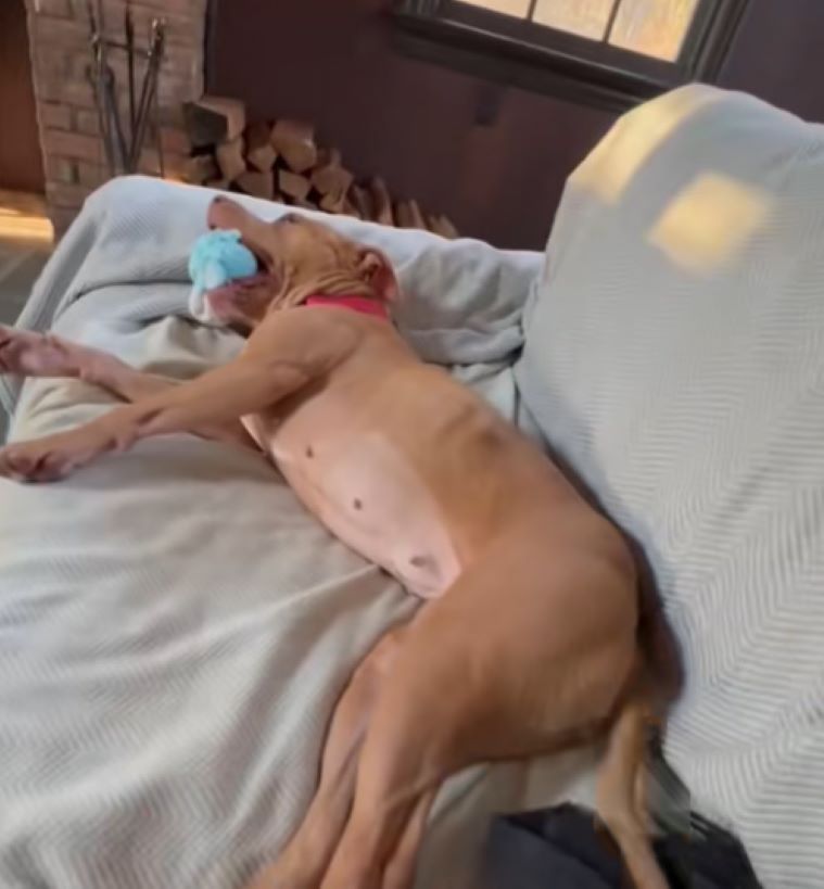 brown dog laying down