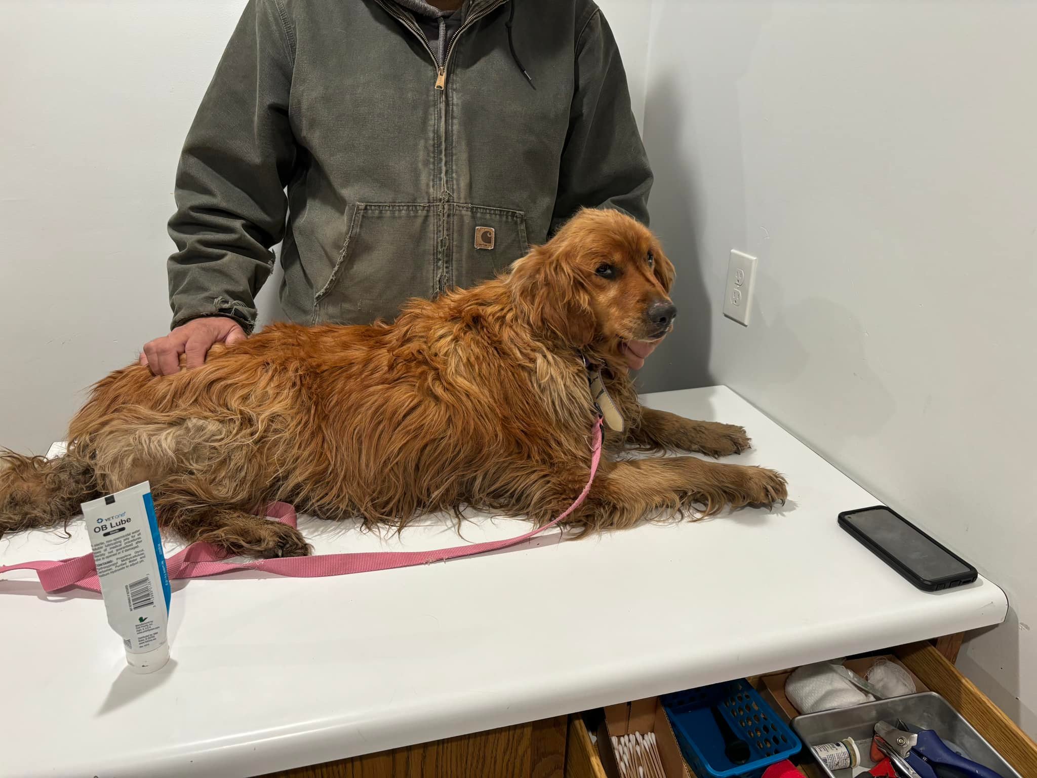 brown dog laying on table