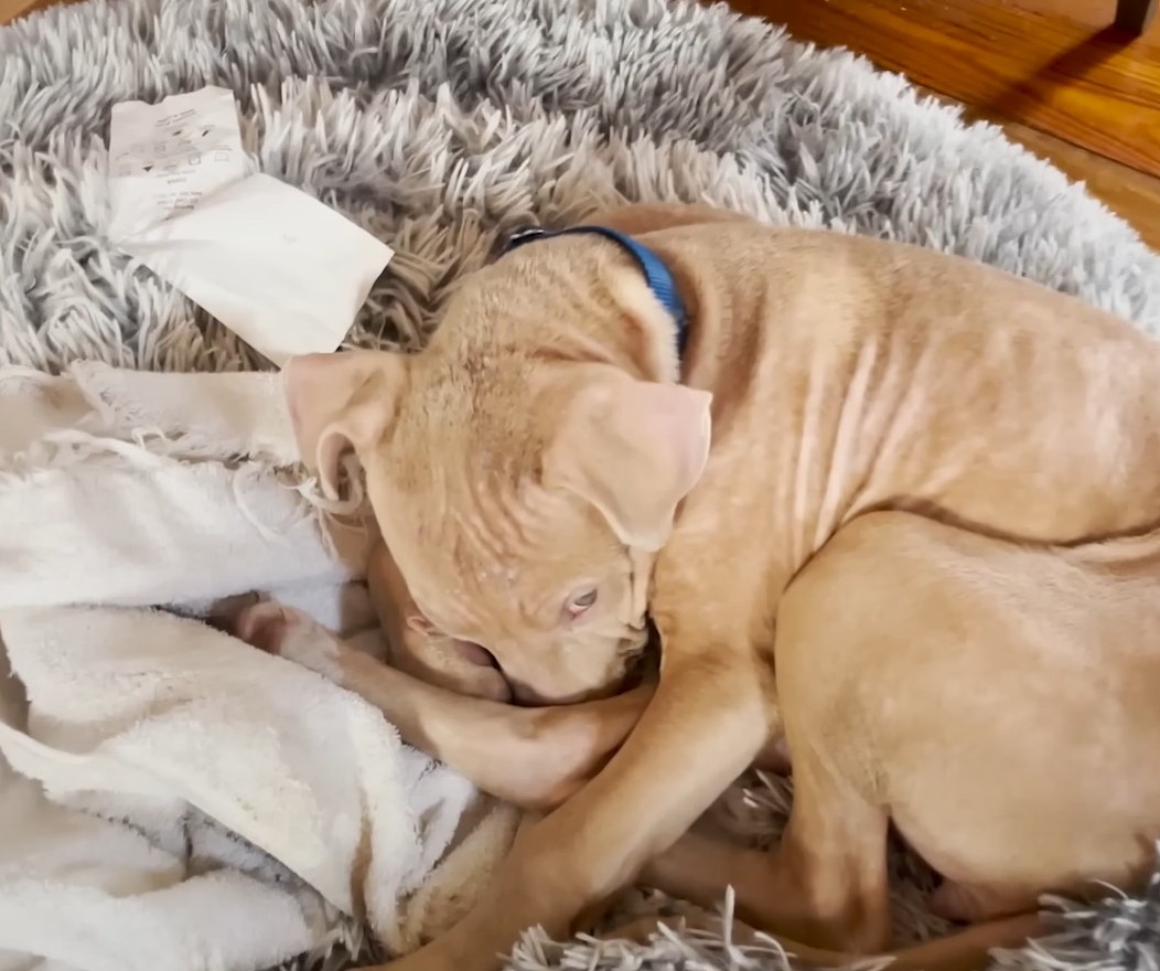 brown dog laying