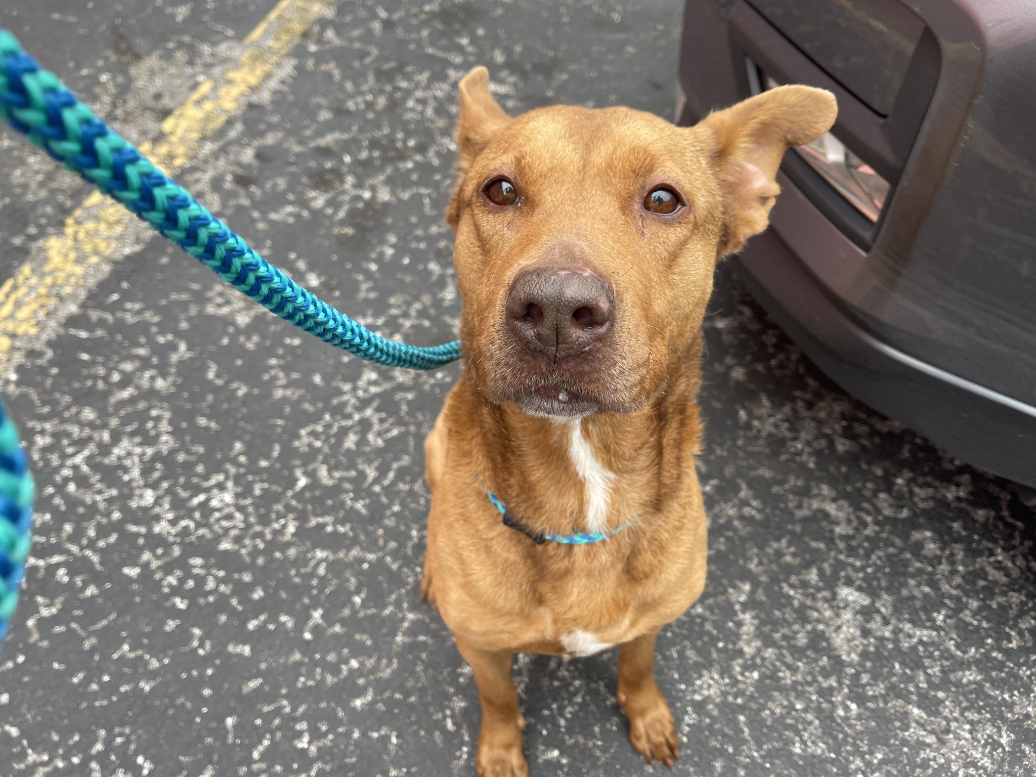 brown dog on leash