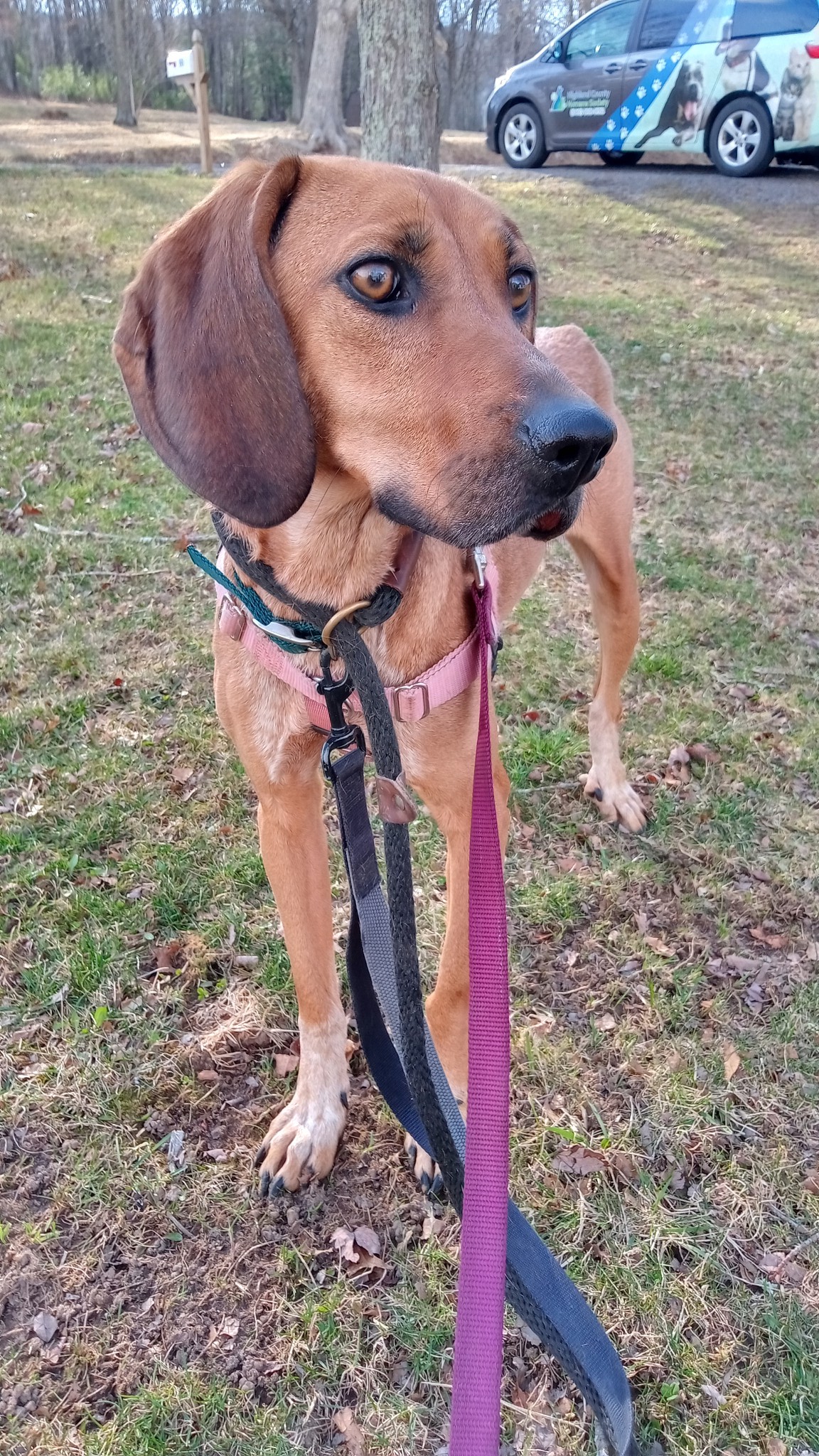 brown dog on leash