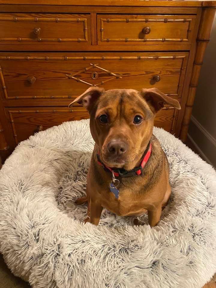 brown dog sitting in a dog bed