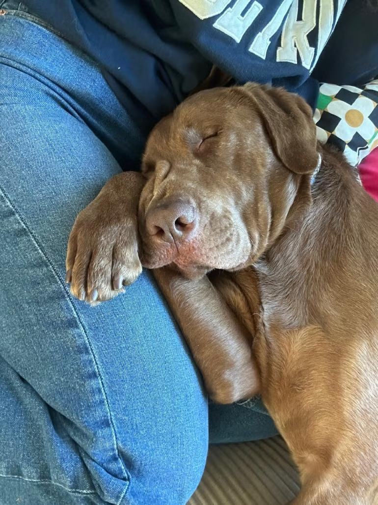brown dog sleeping on person