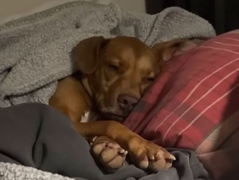 brown dog sleeping