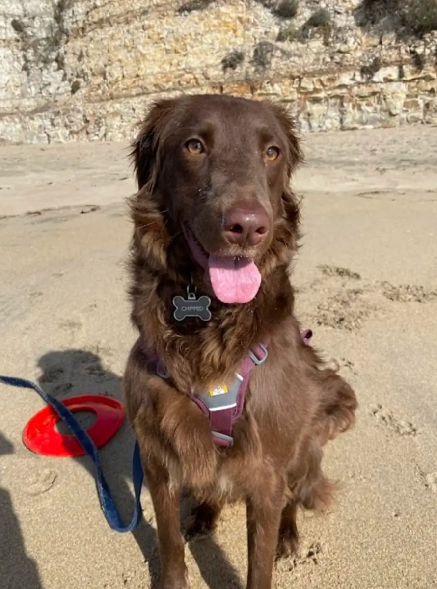 brown dog sticking its tongue out