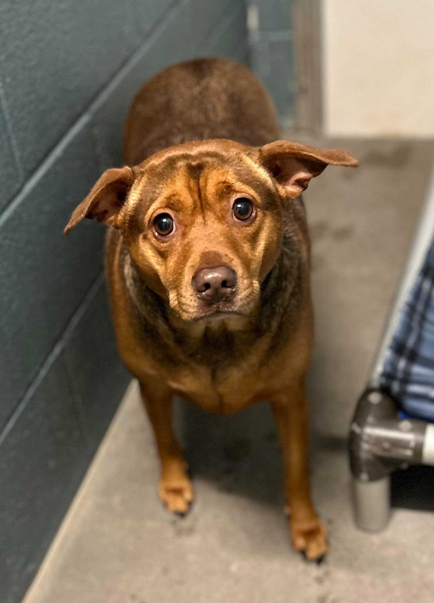 brown dog with sad face