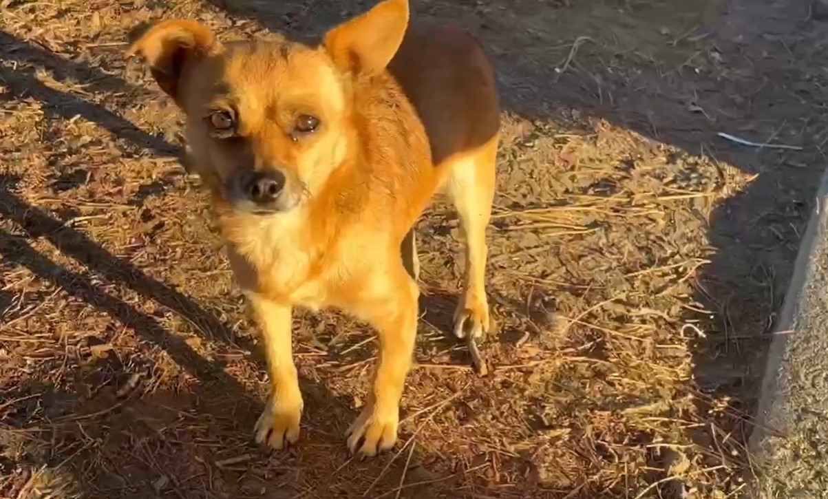 brown dog
