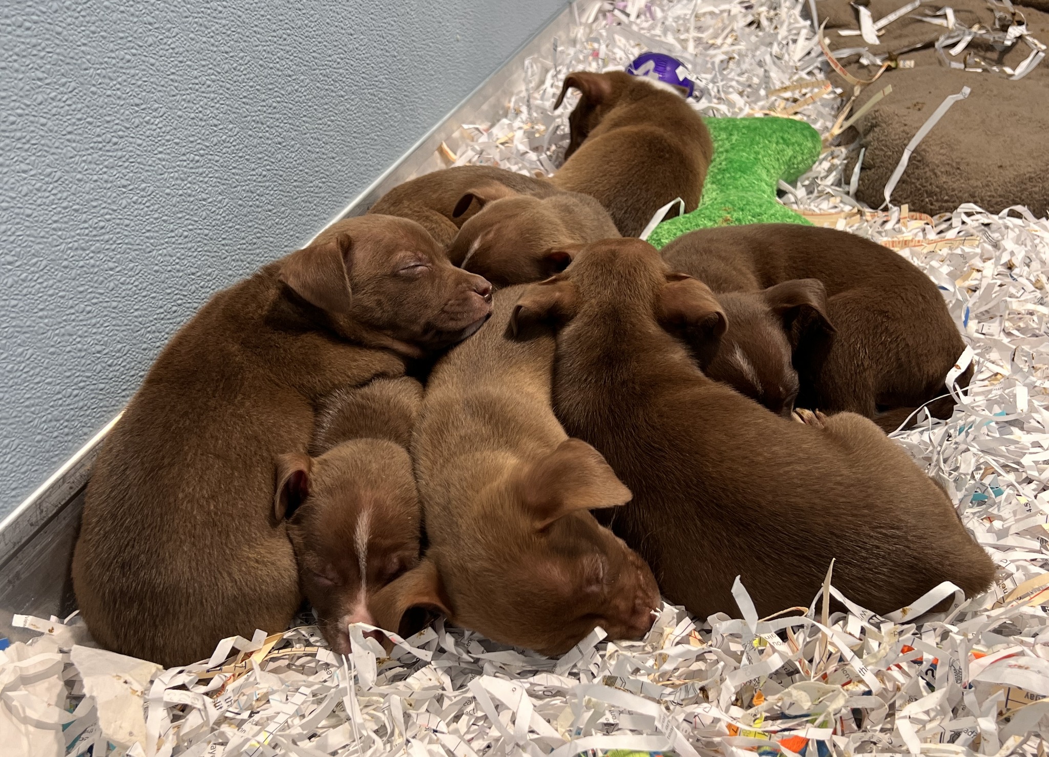 brown puppies sleeping together