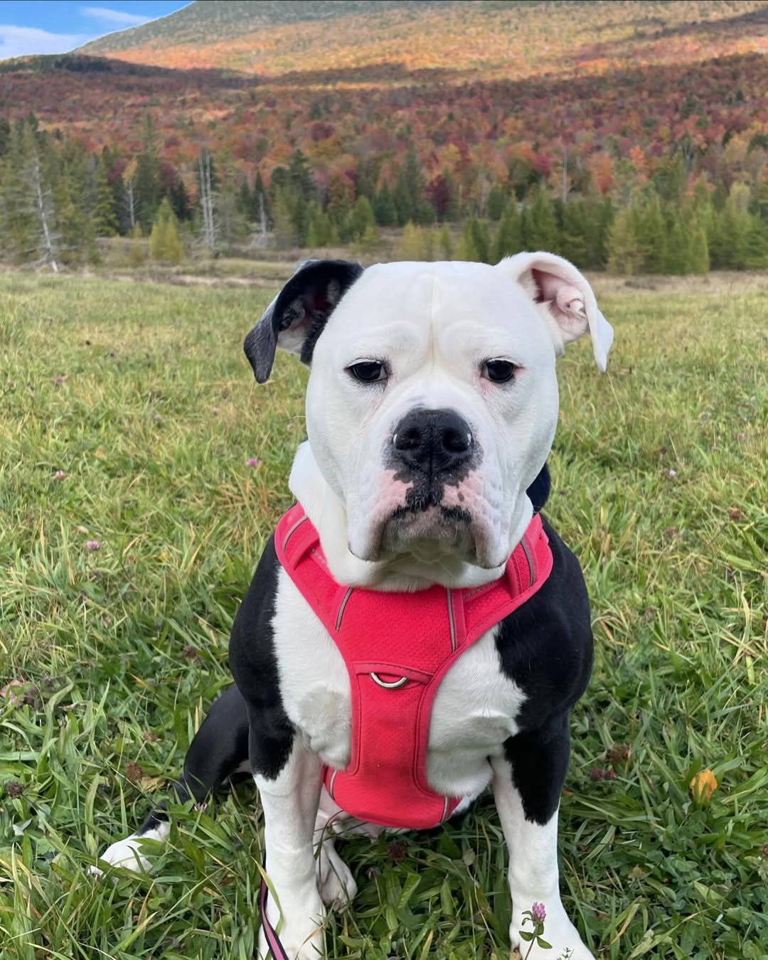 bully dog fashionable