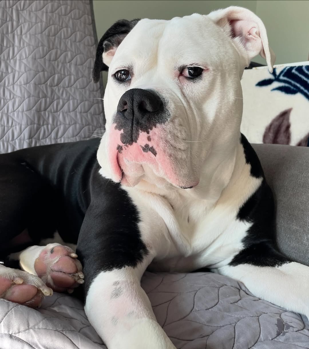 bully dog on a couch