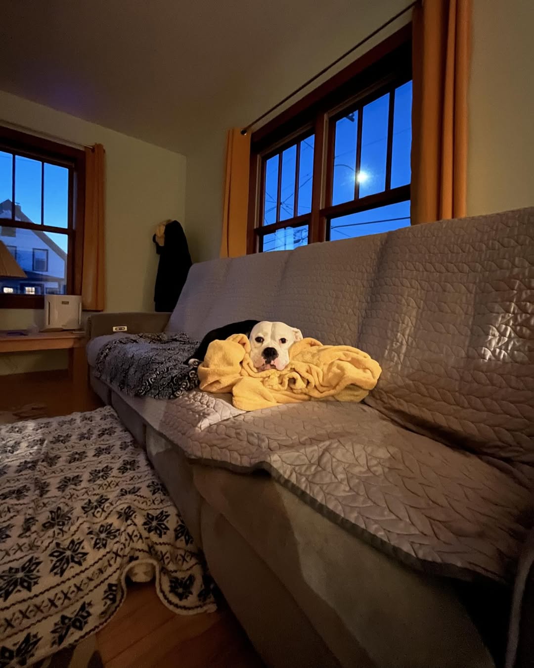 bully dog resting on a couch