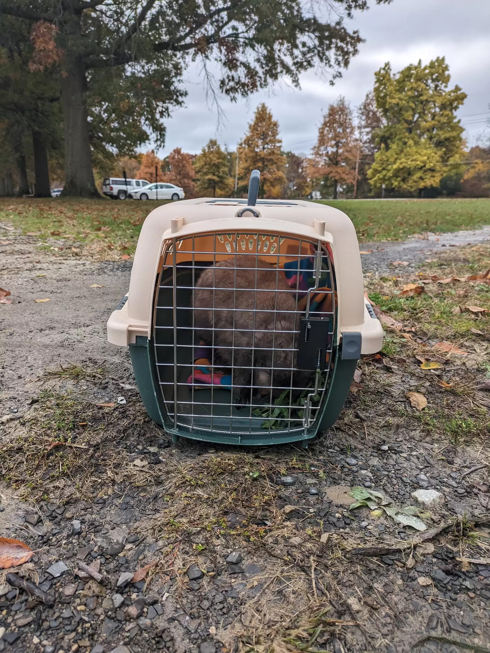 bunny in a crate