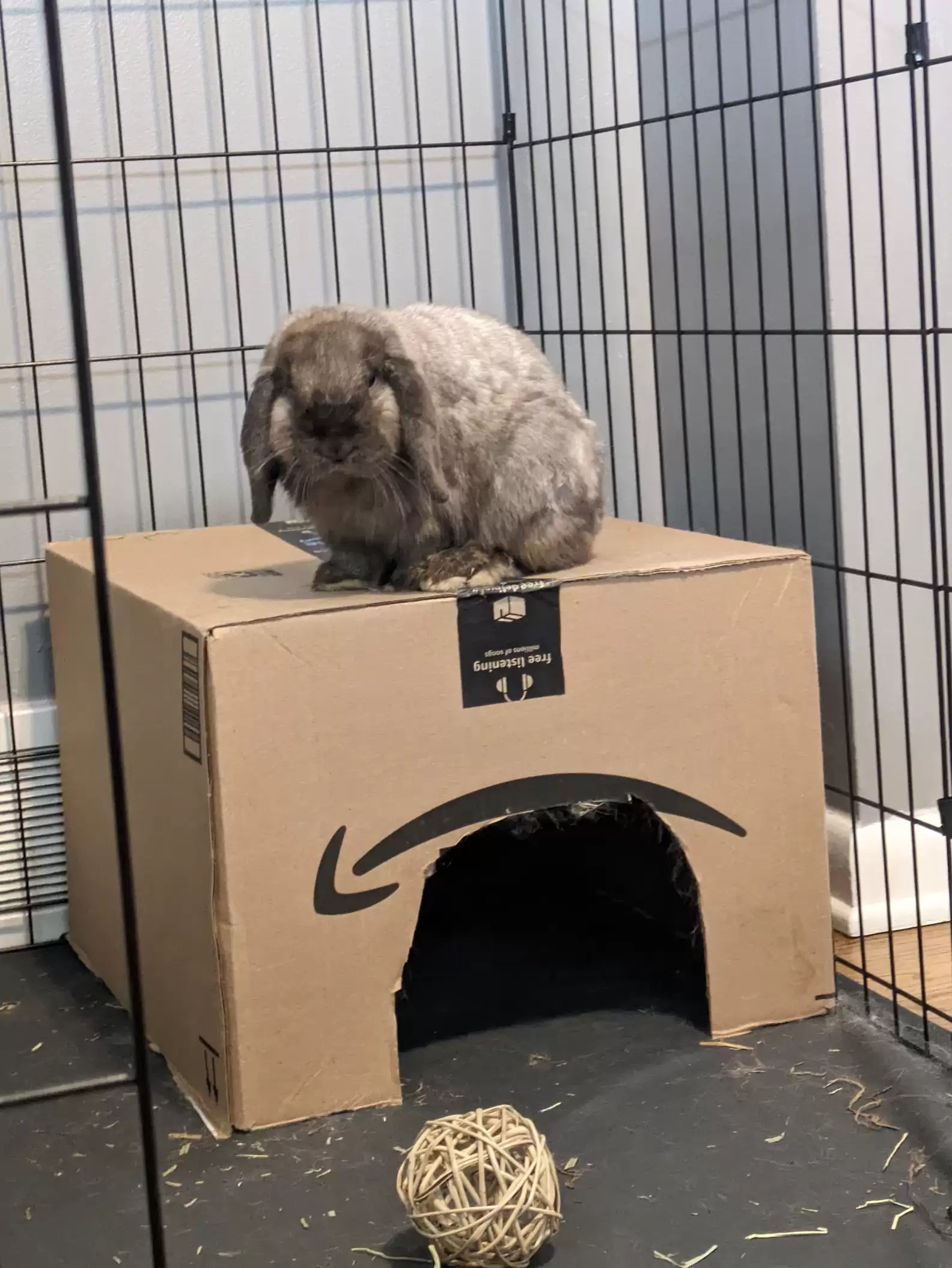 bunny on top of cardboard box
