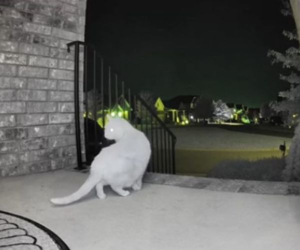 camera footage of a cat on front porch