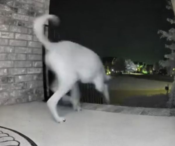 camera footage of a dog outside