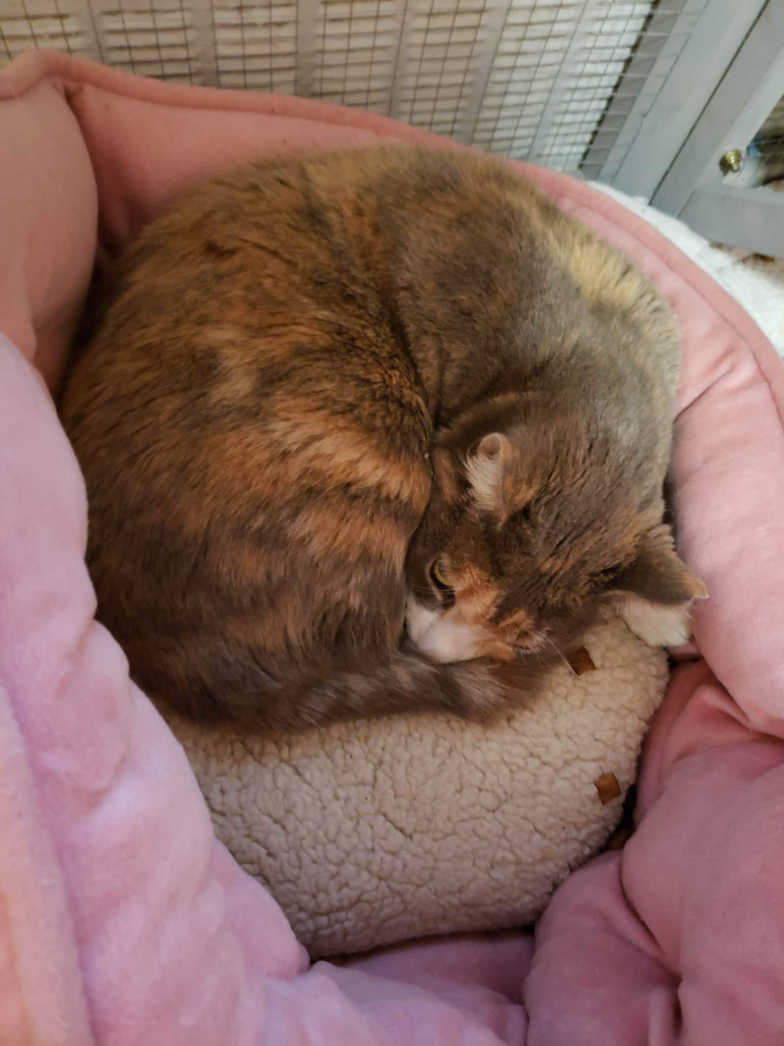 cat curled up on bed