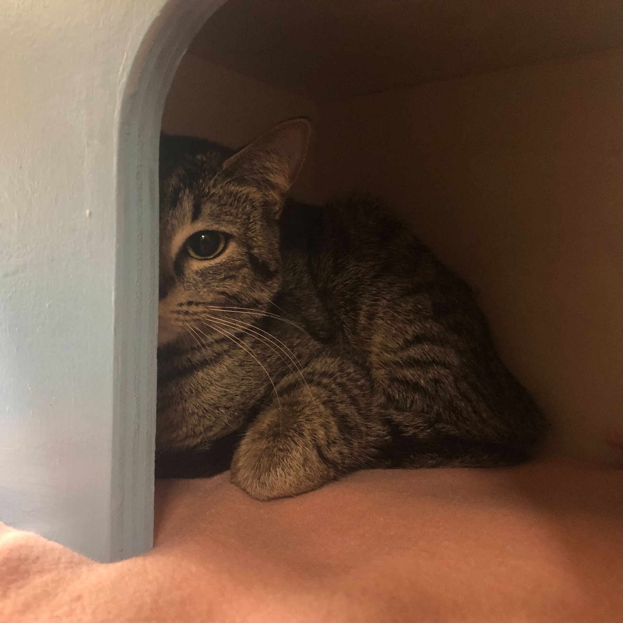 cat hiding