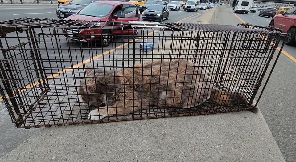 cat in crate