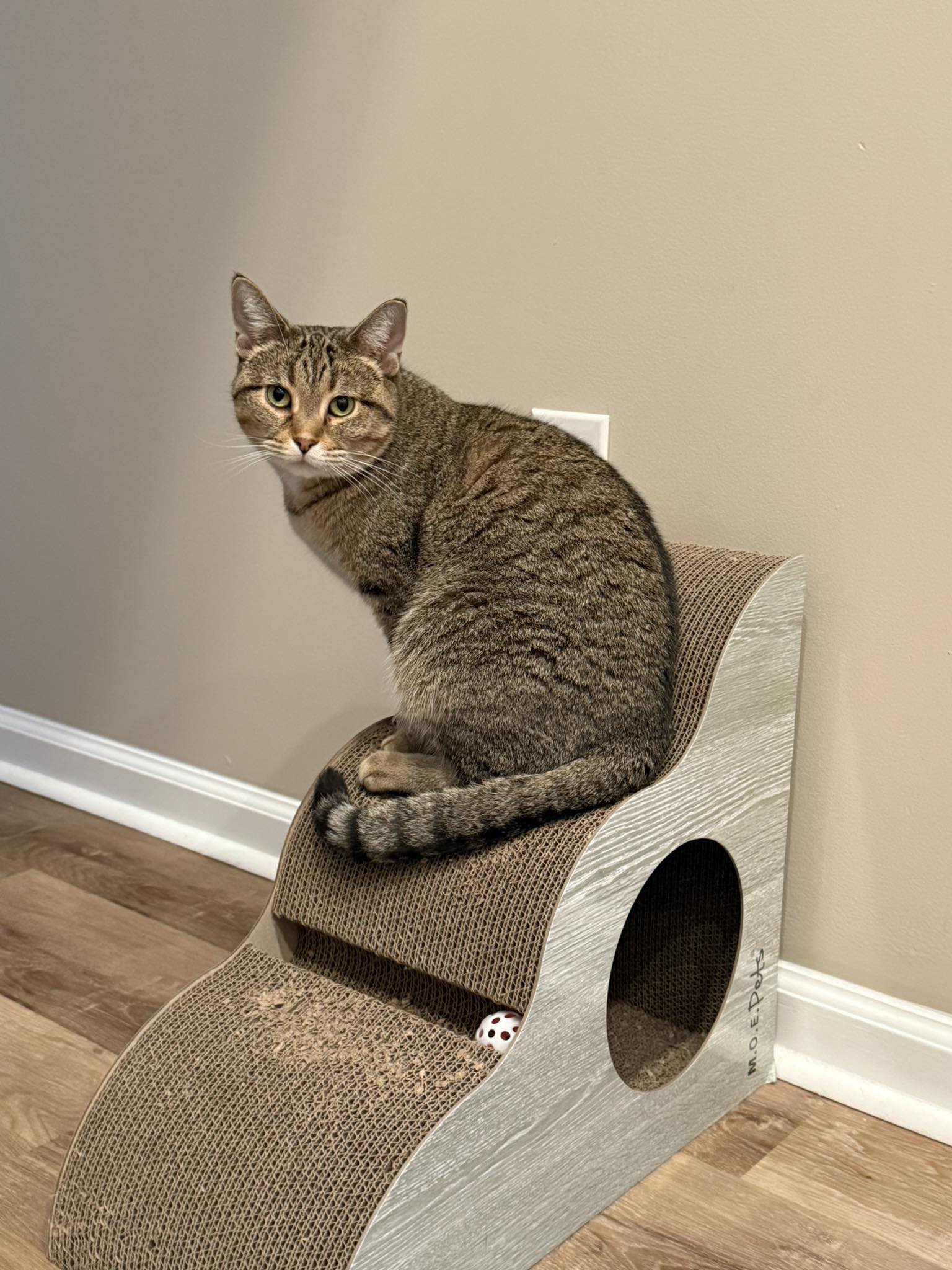 cat in house