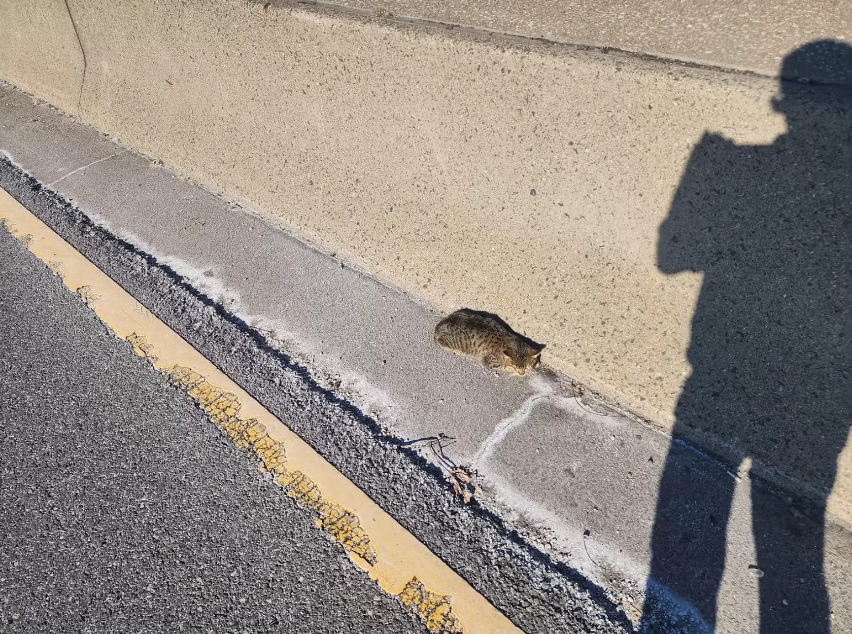 cat on highway