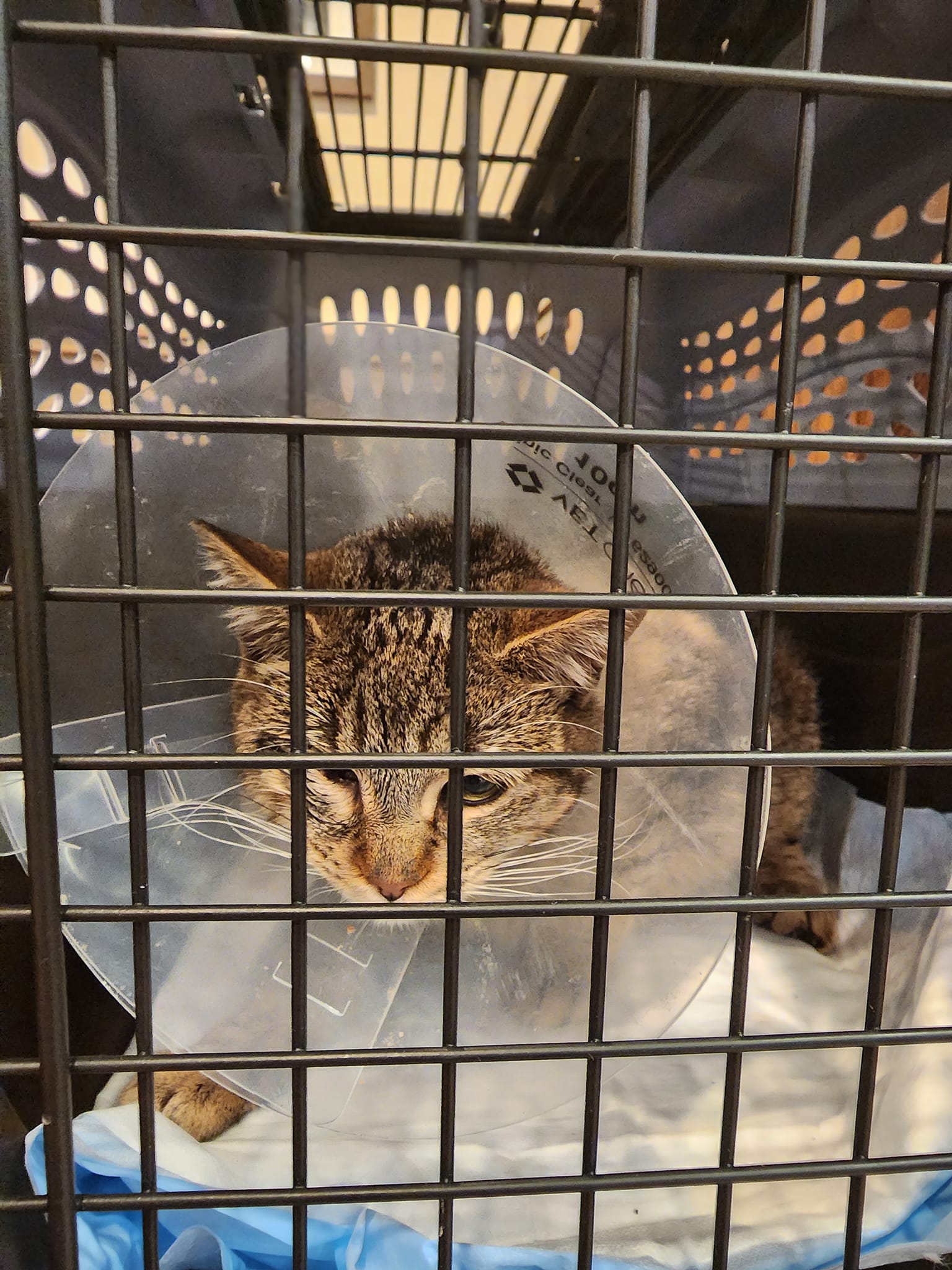 cat with cone
