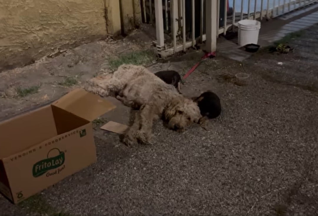 chained dog in distress