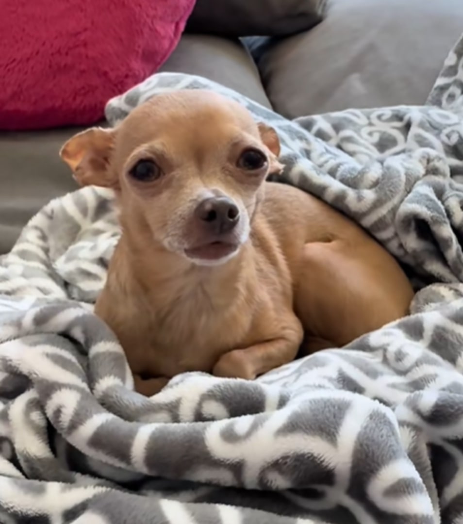 chihuahua lying in a blanket