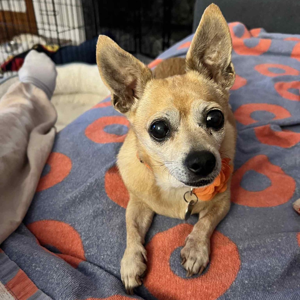 chihuahua lying on blanket 