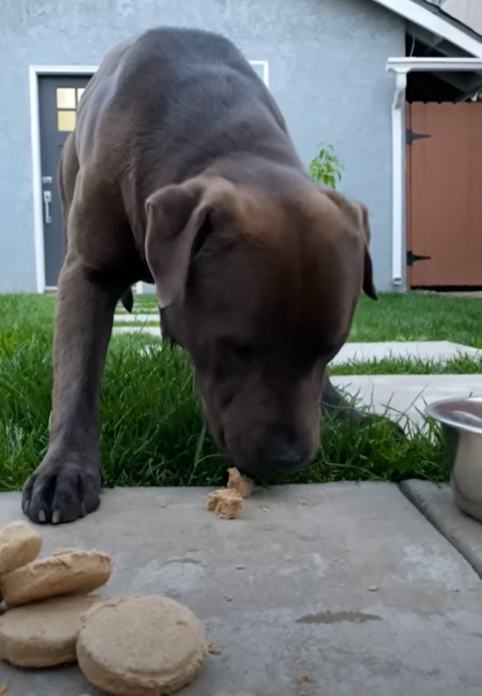 chocolate pup eating 