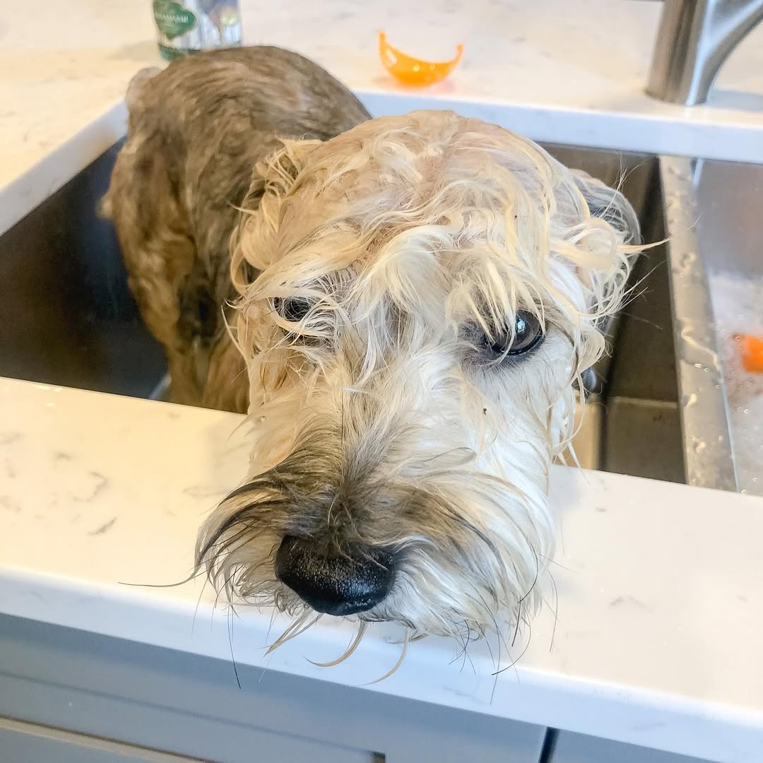 clean dog