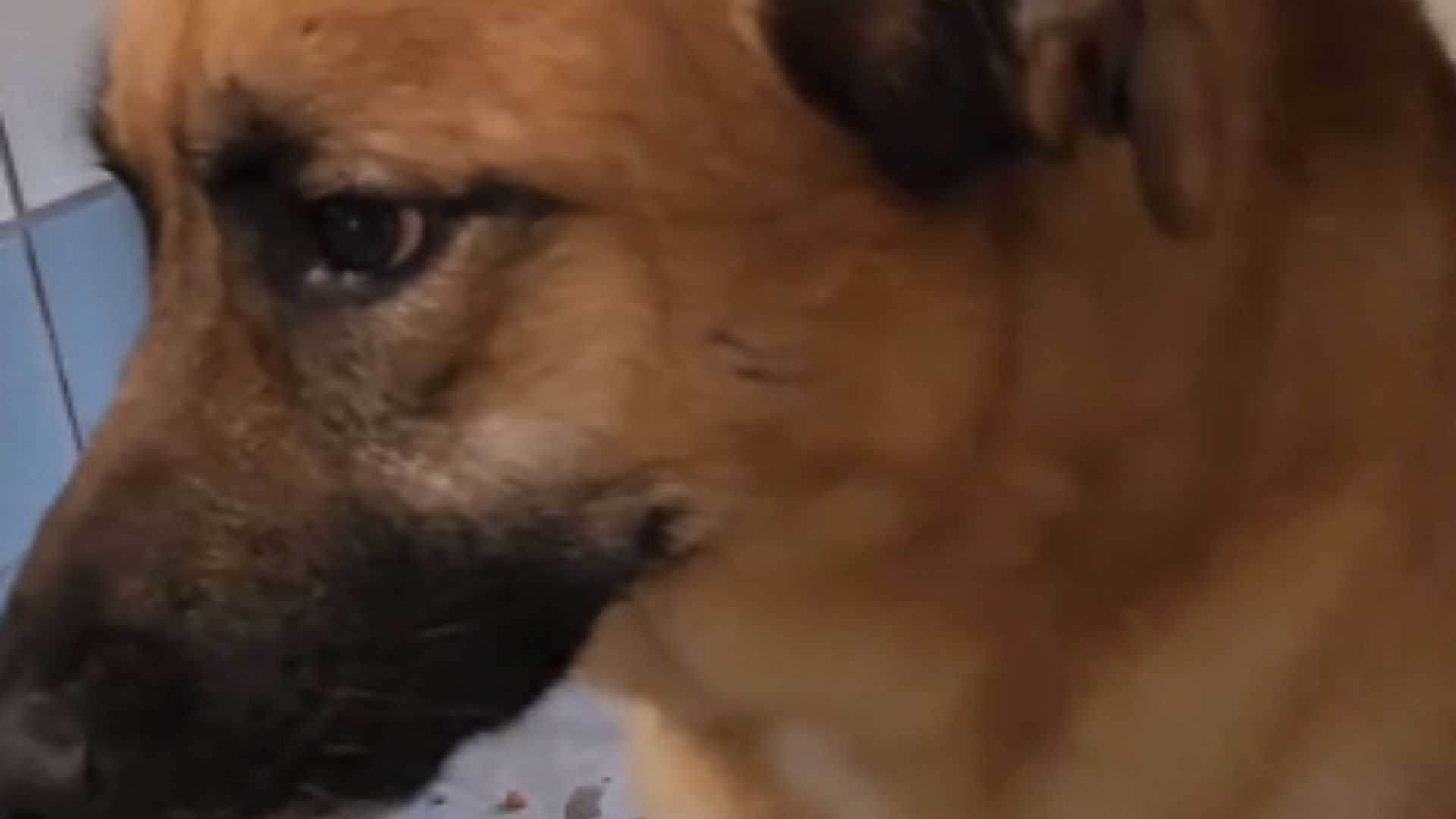close up of a dog
