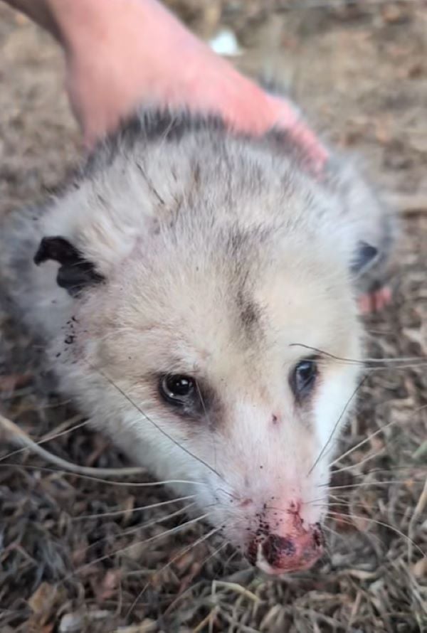 close up of opossum