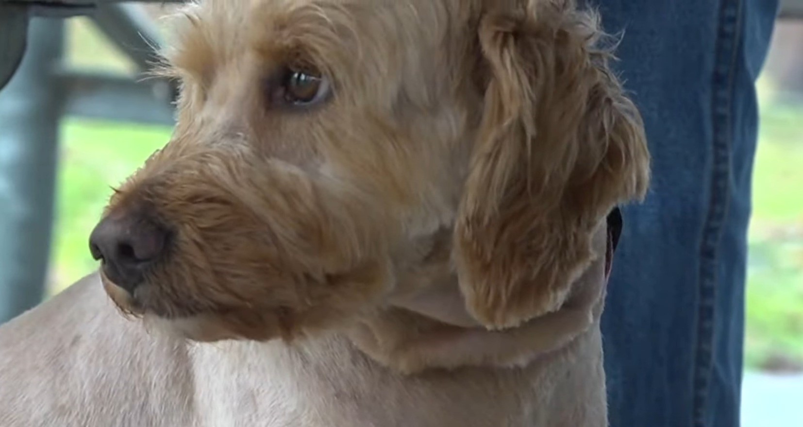 close up of puppy