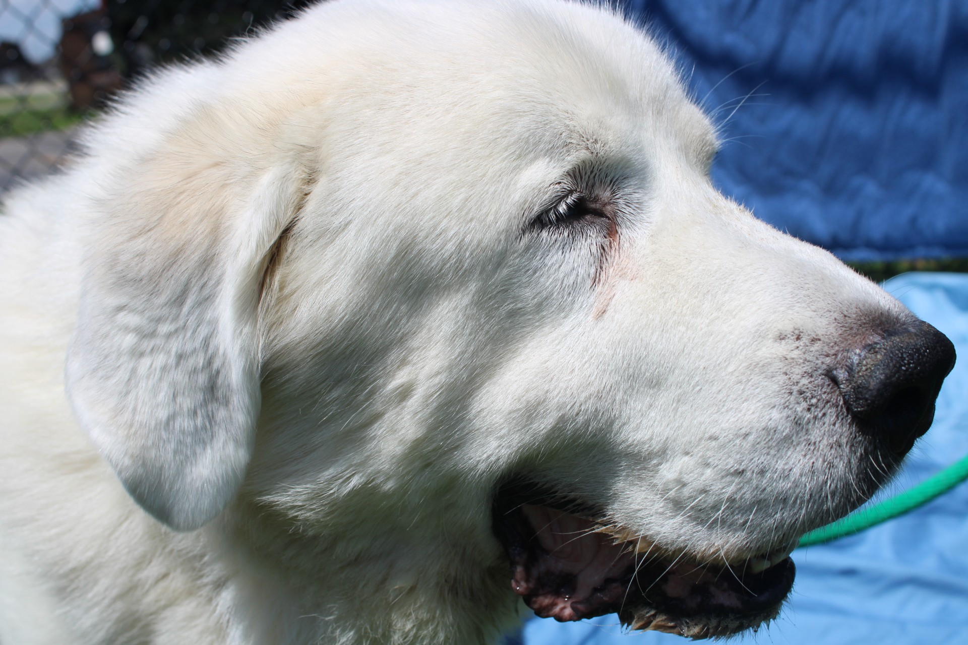 close up photo of the dog