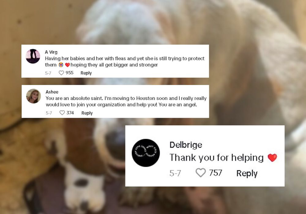 comments on tiktok