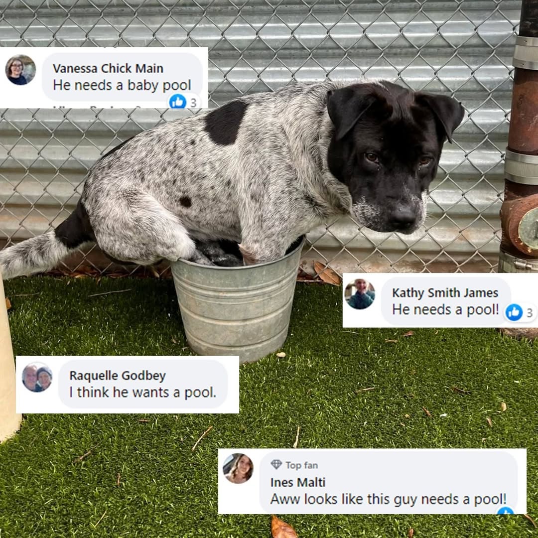 comments on tiktok