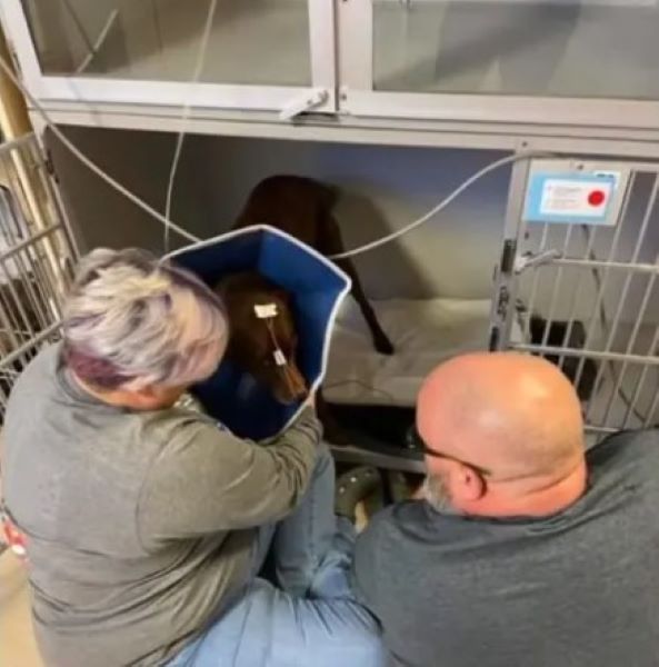couple and dog in crate