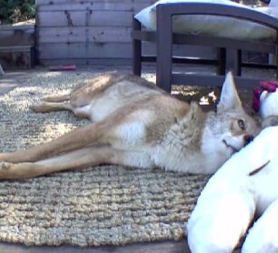 coyote lying on porch 