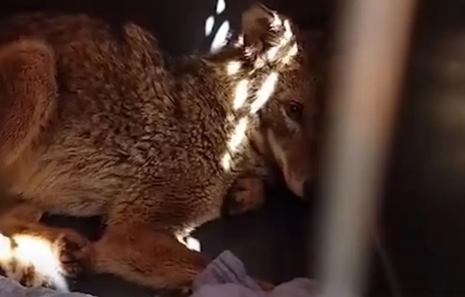 coyote saved by rescuers
