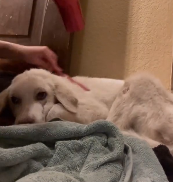 cozy white puppy
