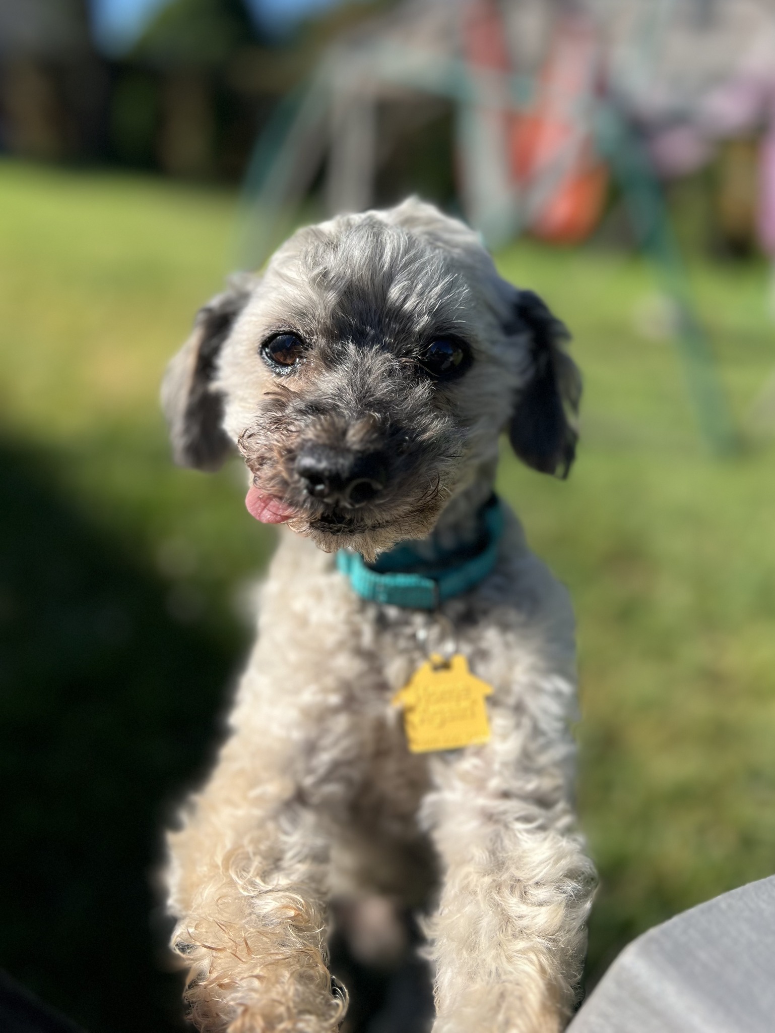 curly pup with his tongue out