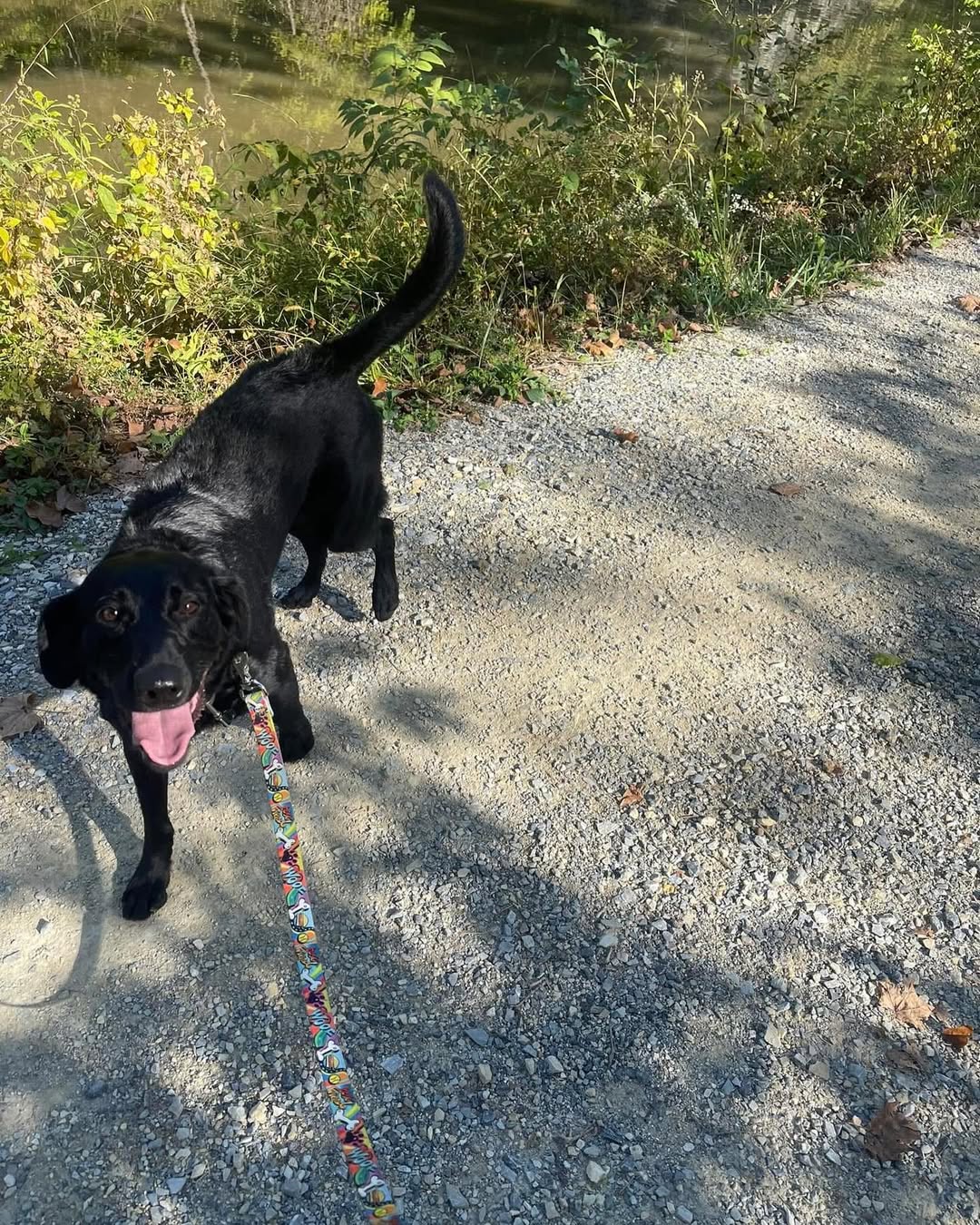cute black dog