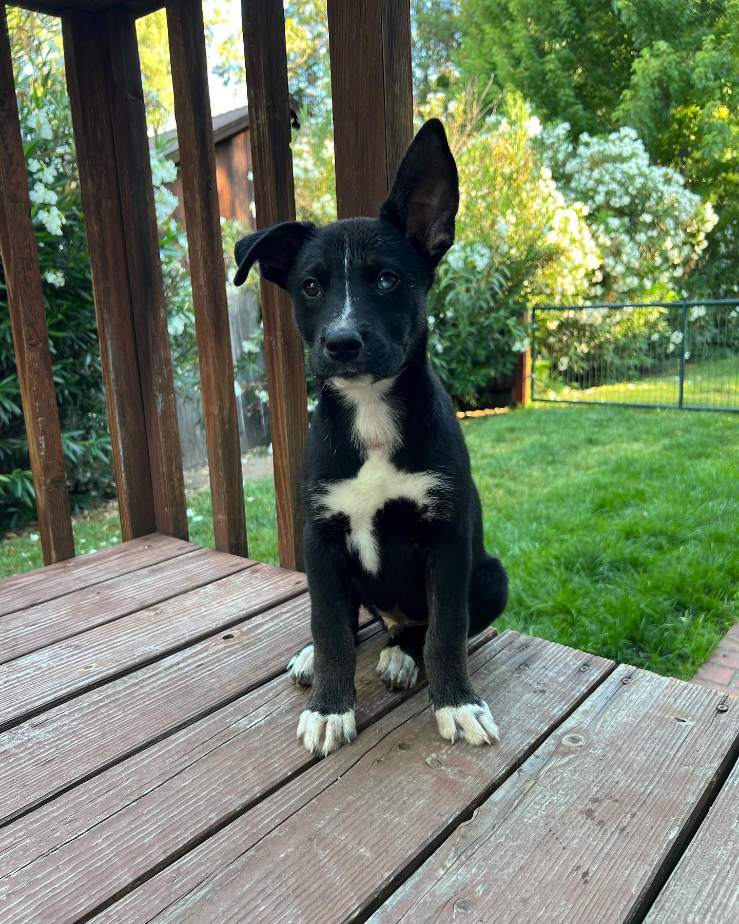 cute black dog